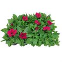 Bild von Petunia P9 Pink